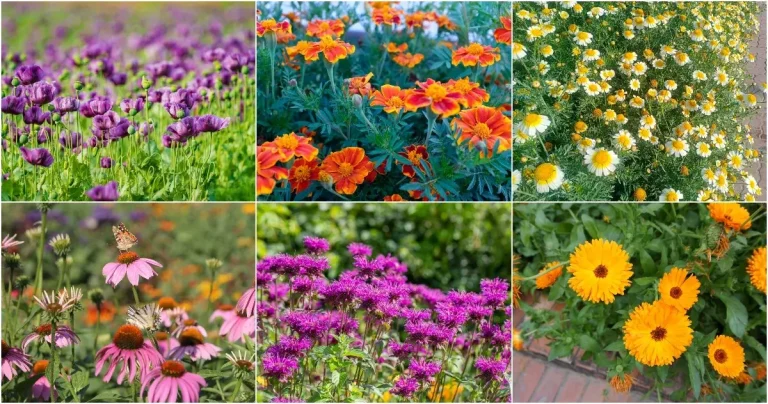 12 Yearly Flowers To Brighten Your Garden